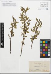 Foto von Salix fragilis L.